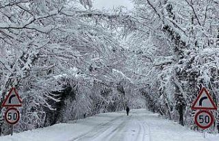 Ağaç Tünel eşsiz kar manzaraları sundu