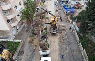 Ağaçlar zarar görmeden taşınıyor