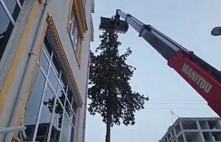 Ağaçta 2 gün mahsur kalan kedi kurtarıldı