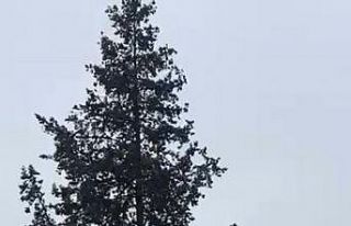 Ağaçta mahsur kalan kedi kurtarıldı