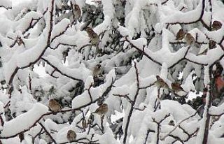 Ahlat’ta yoğun kar yağışı