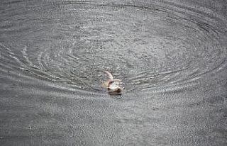 Akarçay’da görülen su samuru şaşkınlığa...