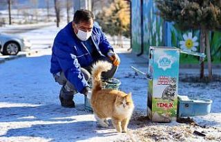 Aksaray Belediyesi sokak hayvanlarını unutmadı