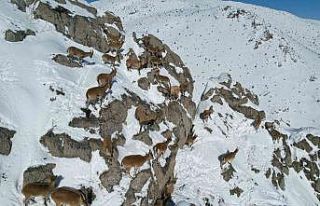 Aladağlar’da dağ keçileri drone ile görüntülendi