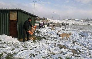 Alaşehir Belediyesi sokak ve yaban hayvanlarına...
