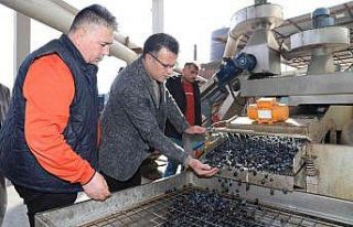 Alaşehir’de üzüme alternatif zeytin üretimi...