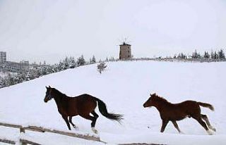 Altınköy’ün hayvanları karın keyfini çıkarttı