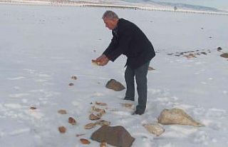 Altun, yaban hayvanları ve sokak hayvanları için...