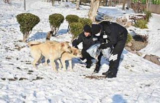 ANFA Güvenlik sokak hayvanlarına mama ulaştırıyor