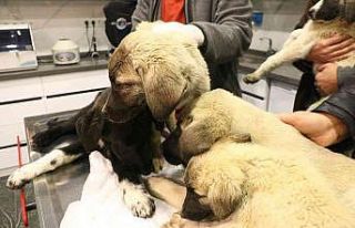 Ankara’da 4 köpek ölü bulundu