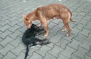 Anne köpeğin duygulandıran bekleyişi