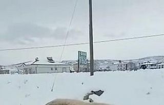 Anne köpek ölen yavrusunun başından ayrılmadı