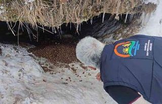 Annesiz kalan 7 yavru köpeğe Tarım ve Orman Müdürlüğü...