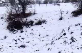 Antalya’da avcı domuzun darbesi ile ölümden döndü