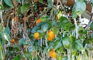 Antalya’da portakal ağaçlarında buz sarkıtları
