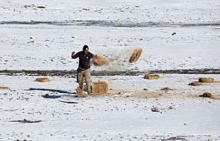 Antalya’da yılkı atları için doğaya saman bırakıldı