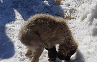Aracın çarptığı yavru köpek için vatandaşlar...