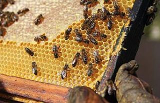 “Arıcılığın Başkenti”nde arıcılara yüzde...