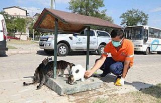 Artık gıdalar sokak hayvanlarının maması olacak