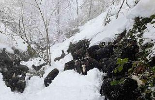 Artvin’de besicilerin zorlu kış mesaisi