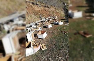 Artvin’de kış uykusuna yatmayan ayılar, arı...