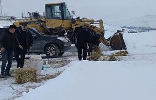 Aşkale’de sokak ve yaban hayvanları beslendi