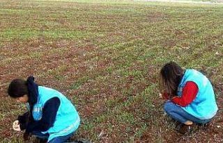 Aslanapa’da ekili alalarda fonolojik gözlem çalışmaları
