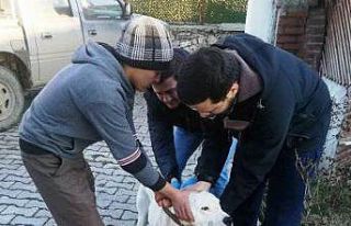 Aslanapa’da “Yasaklı ırk" köpekler kayıt...