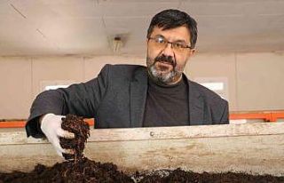 Atık çamur solucanlar tarafından sindirilerek organik...