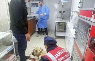 Av tüfeği ile vurulan kangal köpeği tedaviye alındı