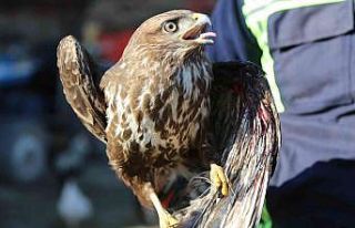 Avcılar tarafından yaralanan doğan tedavi altına...