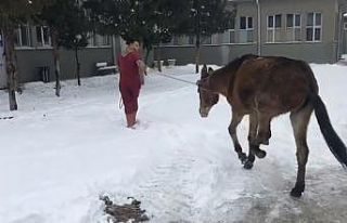 Ayağı kırılan katıra vatandaşlar sahip çıktı