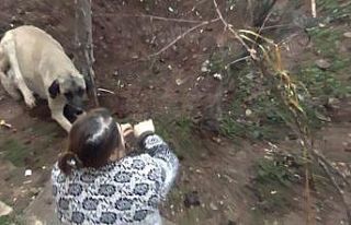 Ayağı tele takılan köpek kurtarıldı