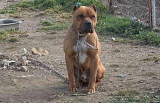 Aydın’da 537 adet ’tehlike arz eden köpek’...