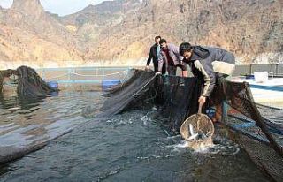 Ayvalı Baraj Gölü’nde alabalık ve somon üretimi,...