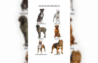 Bağcılar’da tehlikeli köpek ırklarının kısırlaştırılması...