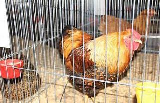 Bahçe ve süs hayvanları ulusal yarışmada görücüye...