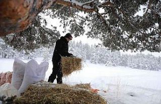 Bakan Pakdemirli kışın besin bulamayan yaban hayvanları...