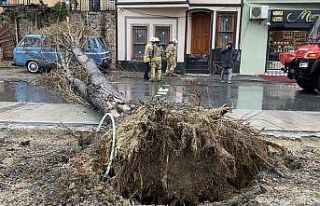 Balat’ta şiddetli rüzgar nedeniyle ağaç yola...