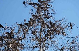 Balıkesir’de kargaların gösterisi ilgi gördü