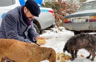 Balıkesir’de sokak ve yaban hayvanları beslendi