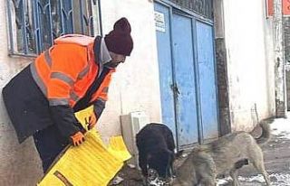Bandırma Belediyesi sokak hayvanlarını unutmadı