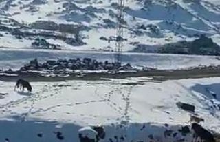 Barınağa bırakılması gereken köpekleri dağ...