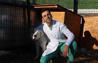 Barınaklar yasaklı ırklar ile doldu