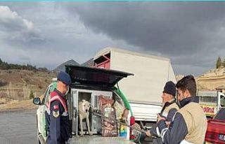 Başıboş gezen tehlikeli ırk köpek jandarma tarafından...
