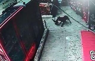 Başıboş köpekler önce kızı kovaladı, sonra...