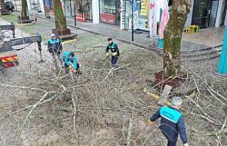 Başiskele’de ağaçlara kışlık bakım