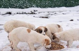 Başiskele’de sokak hayvanlarına mama desteği