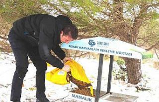 Başkan Tosun’dan can dostlara şefkat eli