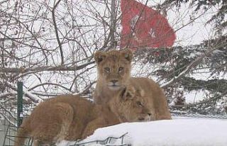 Başkent’in aslan ve kaplanları karla buluştu